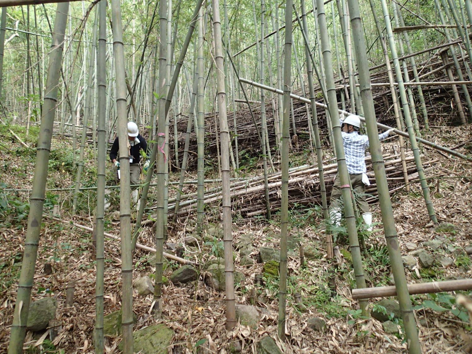 日本竹林管理樣態