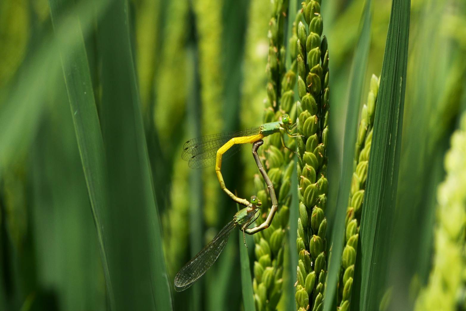 【工作假期】與黃腹細蟌共生：棲地復育行動(標題圖檔)