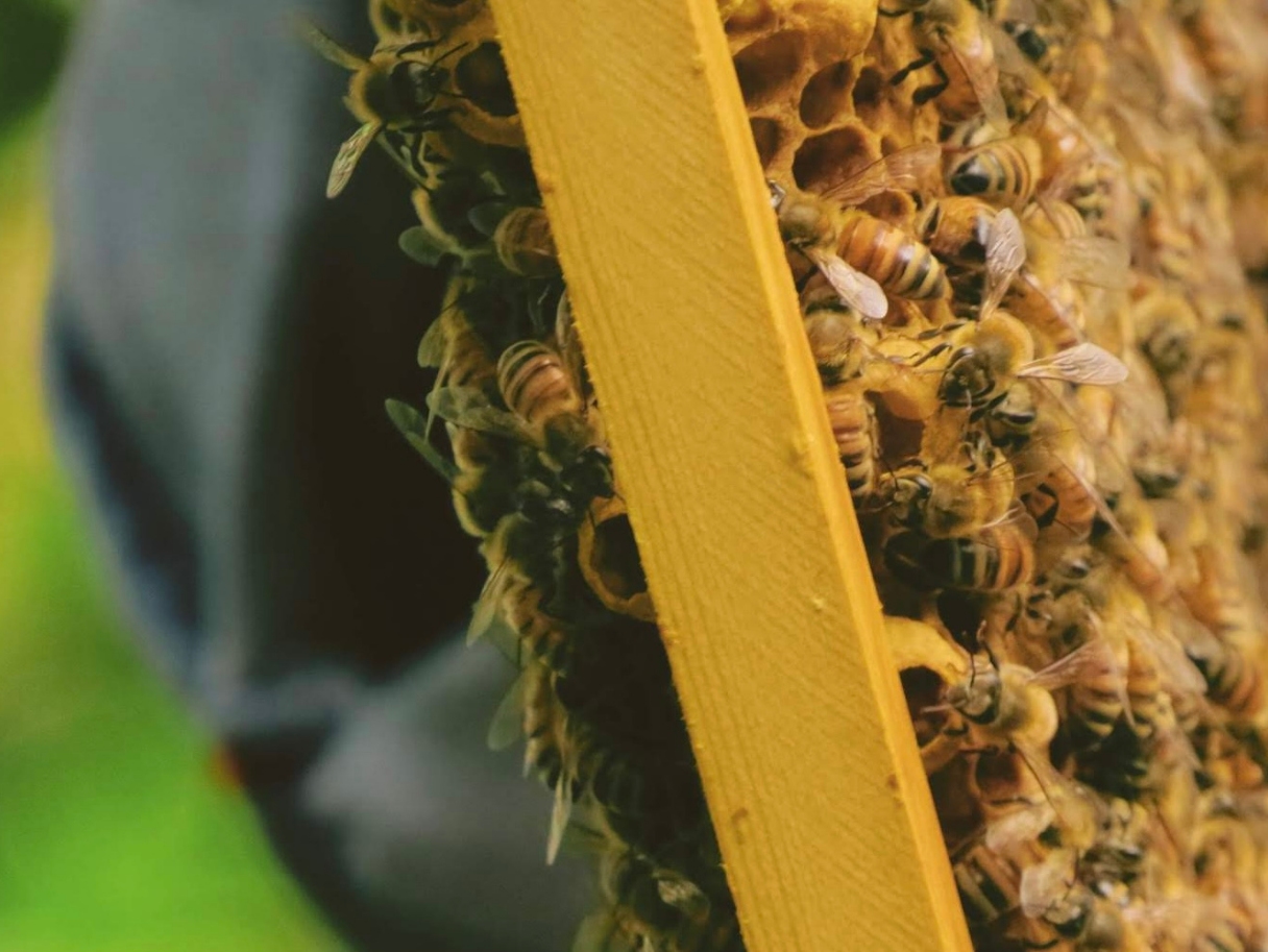 【田野體驗】蜂禾日麗(標題圖檔)