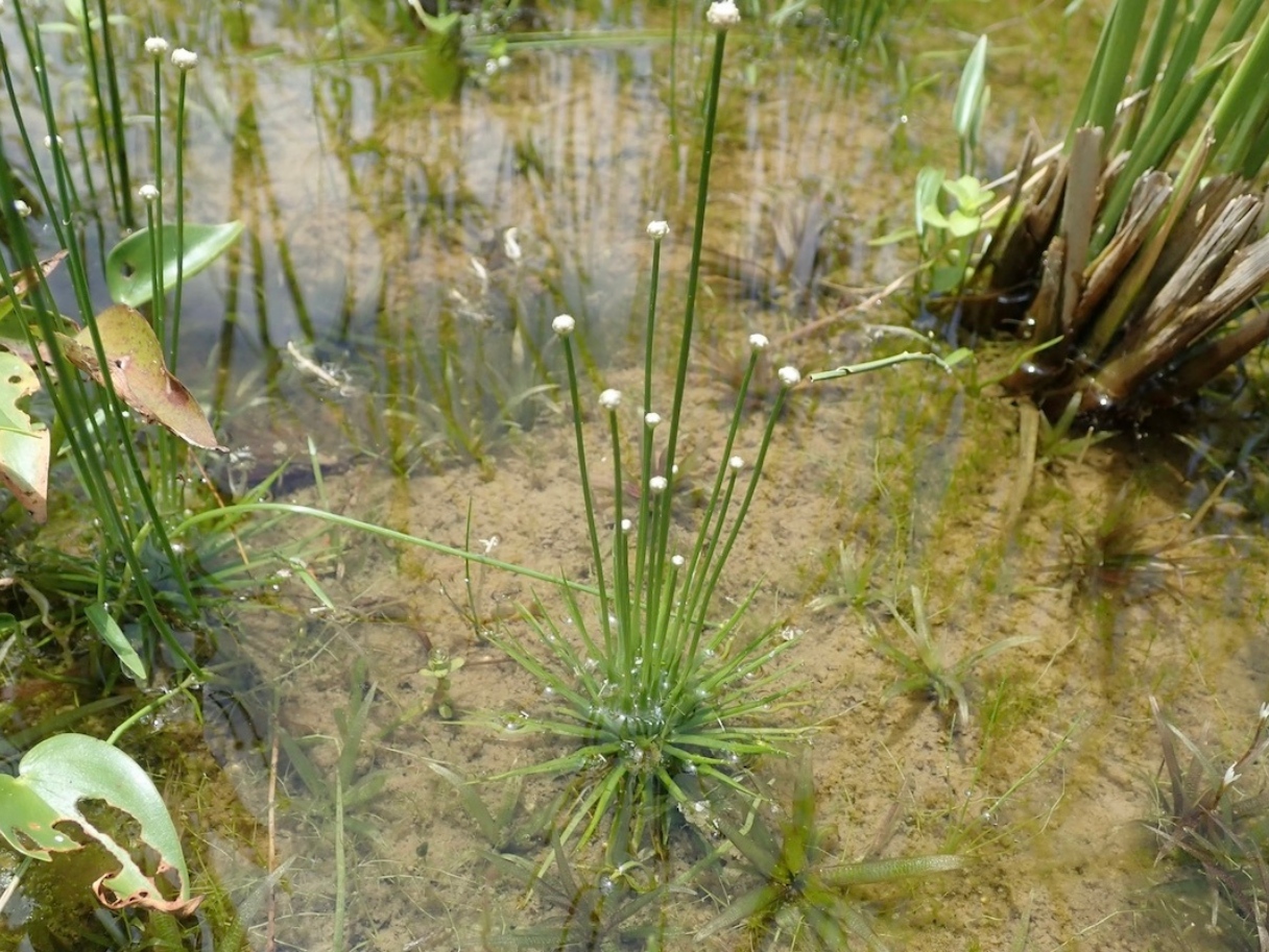 【田野體驗】水梯田秋冬農事(標題圖檔)