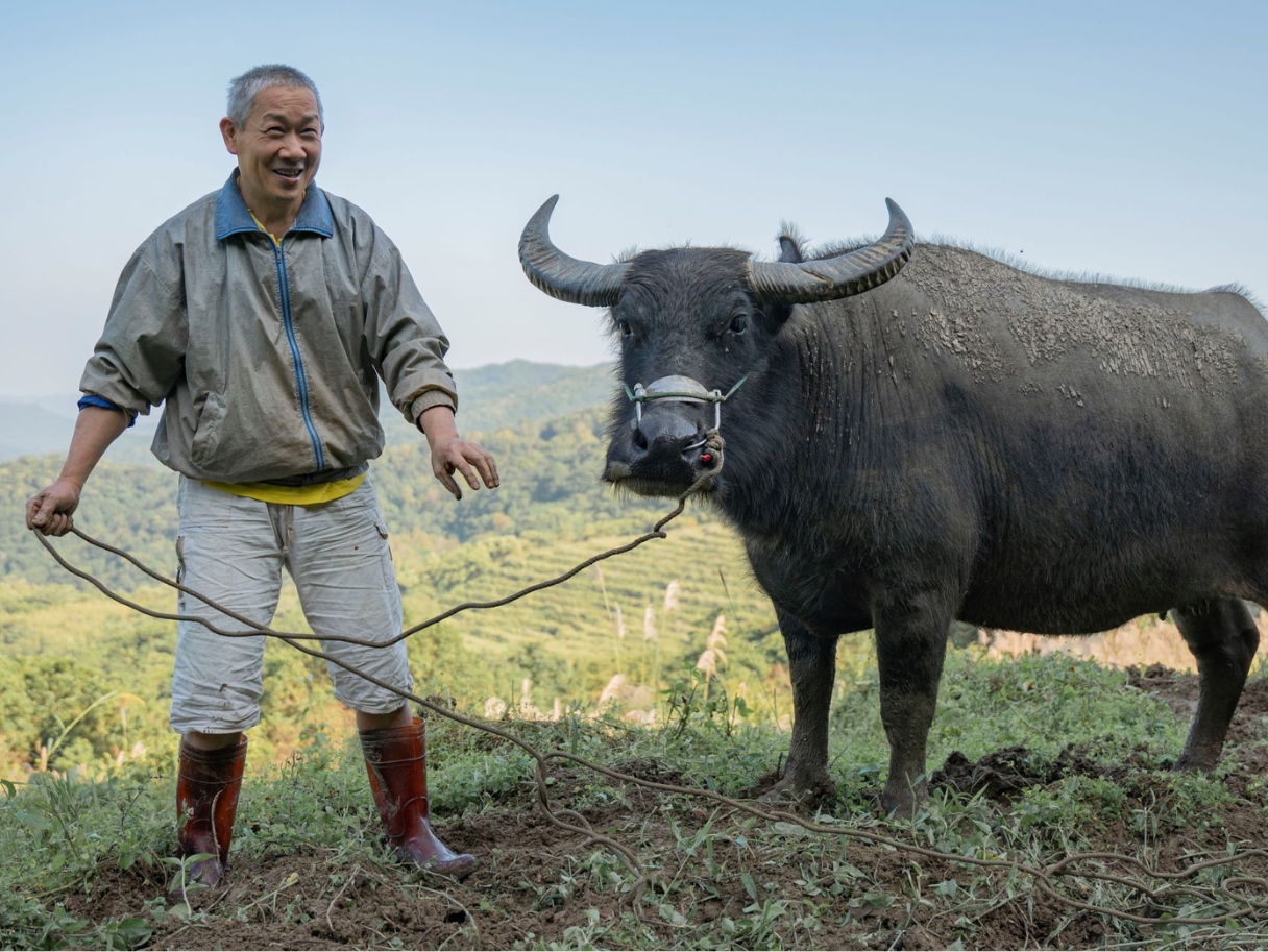 【田野體驗】踏草尋牛(標題圖檔)