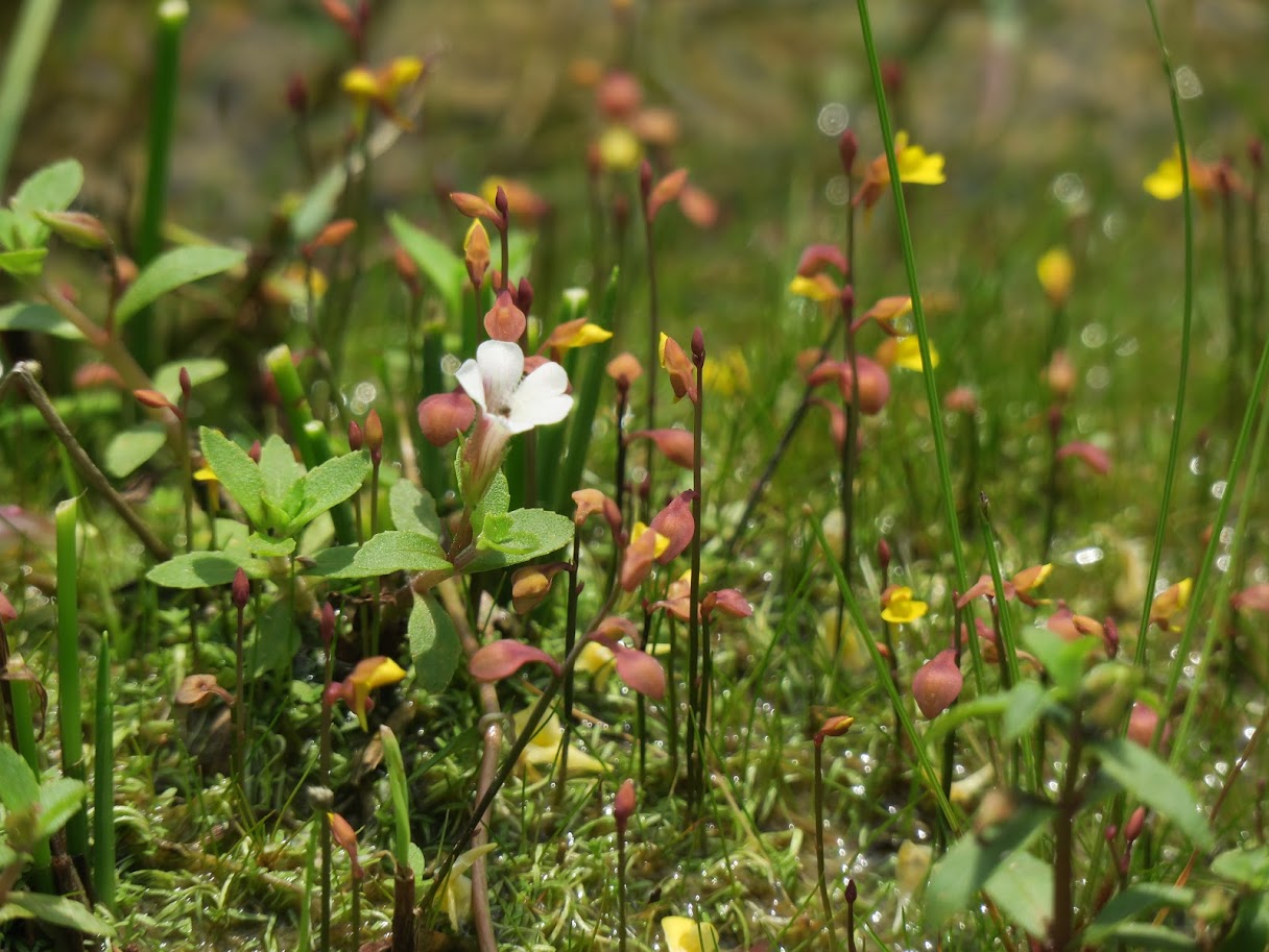 【方案】和禾採花趣(標題圖檔)
