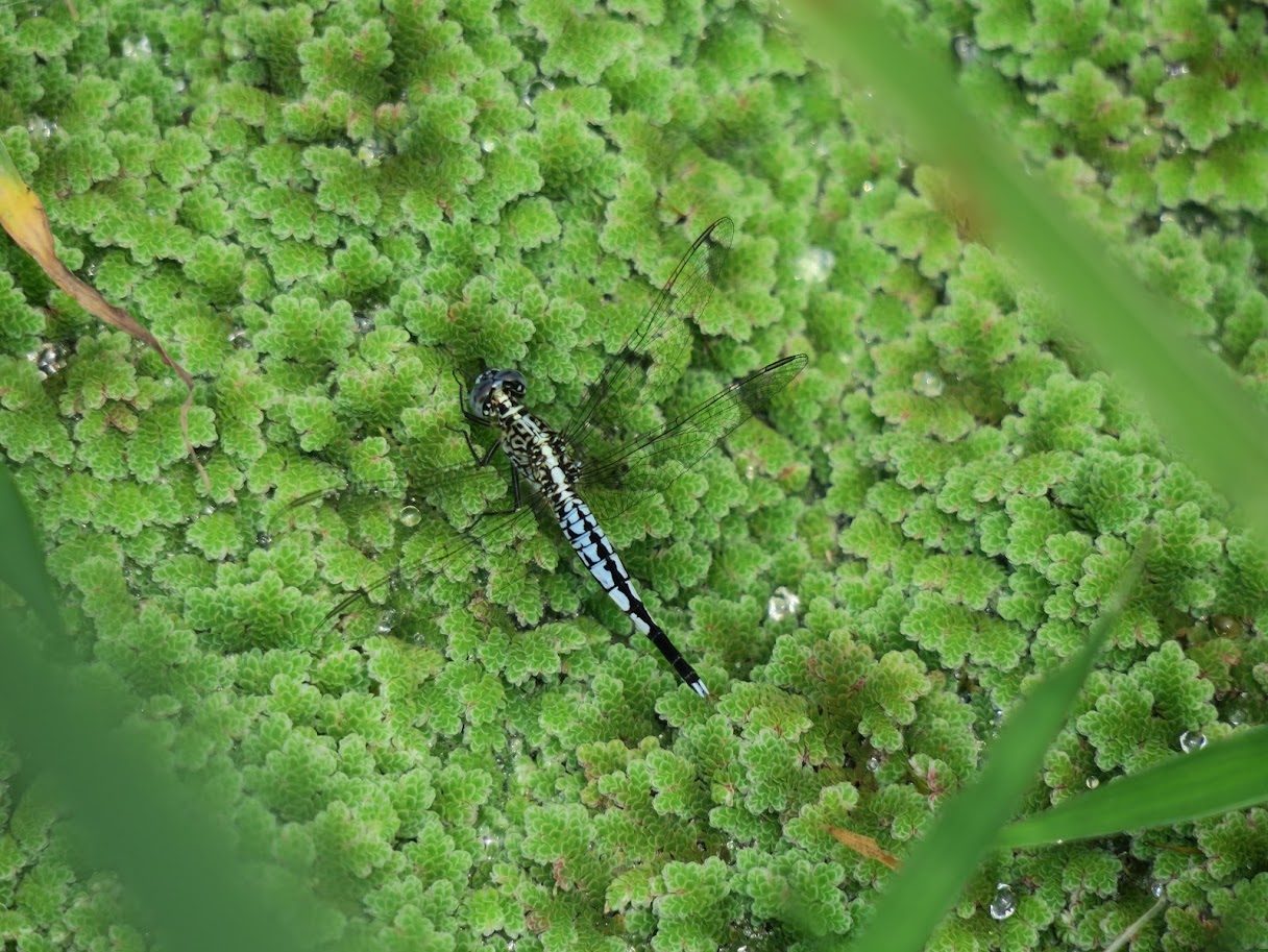 【方案】水生昆蟲i see u(標題圖檔)