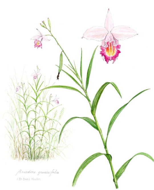 🌸國際瀕危物種日｜葦草蘭落地開花 🌸(標題圖檔)