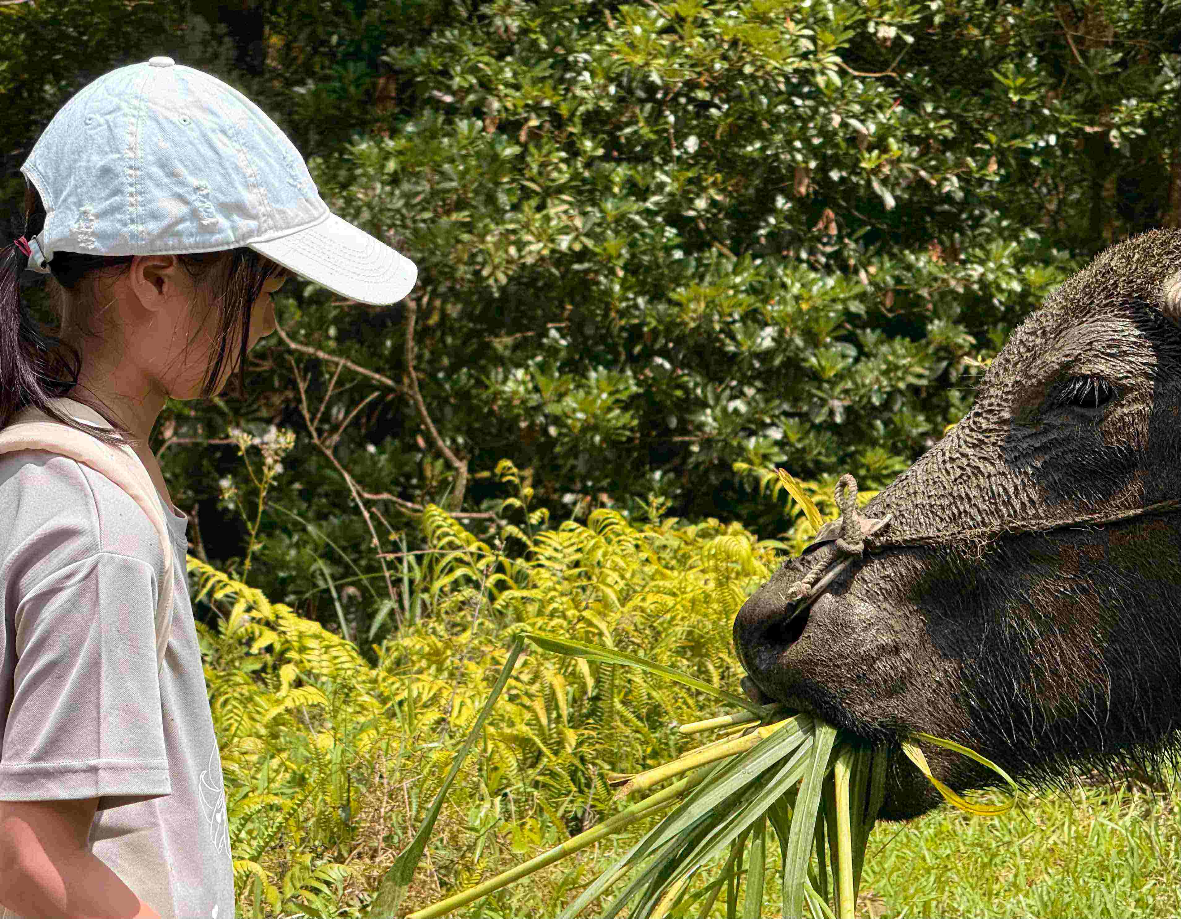 【方案】巡牛尋牛(標題圖檔)