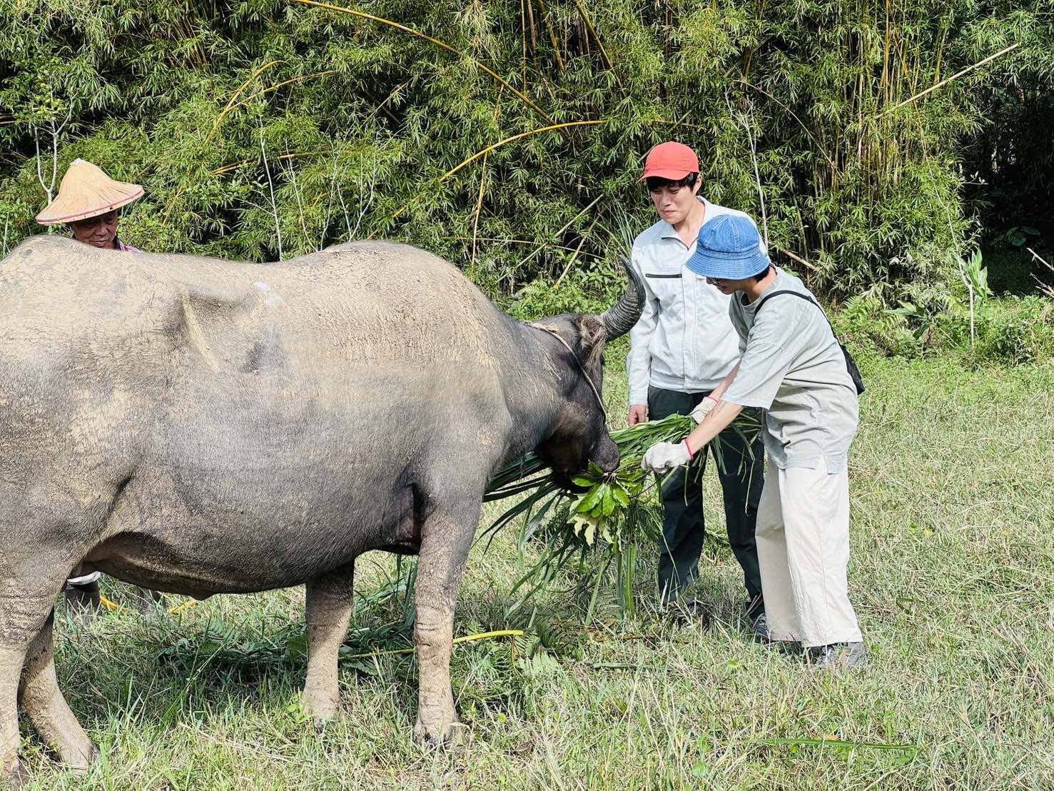 2025/5/24【15-35歲青年優惠】與水牛做朋友(標題圖檔)