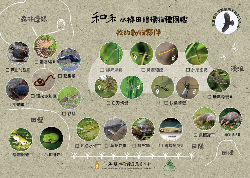 🐢和禾水梯田的動物夥伴🐢(標題圖檔)