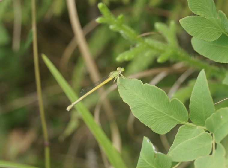 ❀ 與黃腹細蟌共生：棲地復育行動 ❀(標題圖檔)