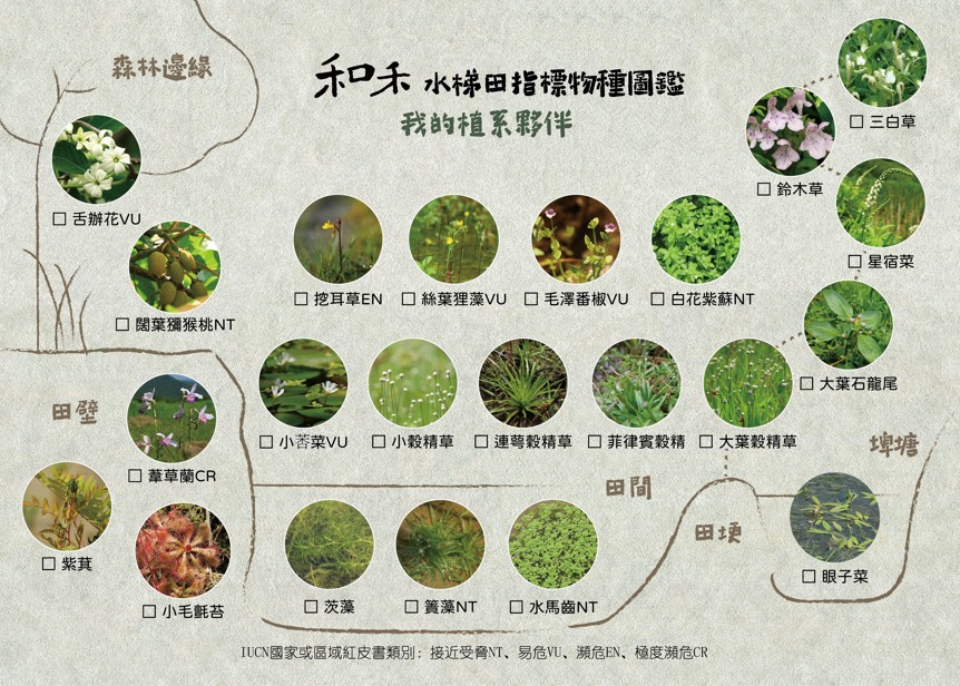 🌿和禾水梯田的植系夥伴🌿(標題圖檔)